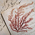 Seaweed adhered to a scrapbook page. Botanical specimens can present special preservation challenges to the archivist.
