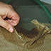 Beginning in the mid- to late 1800s, silk gauze was often adhered to fragile or torn documents in an effort to strengthen them. Over time, however, the acidic silk deteriorated and caused further damage to the documents. Removal of the silk in a water bath is shown here.